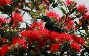 NZ Tui Feeding on  Pohutukawa flowers